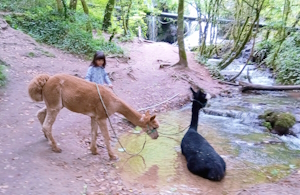 alpagas au cascades de creissel